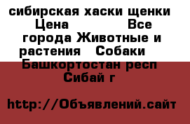 сибирская хаски щенки › Цена ­ 10 000 - Все города Животные и растения » Собаки   . Башкортостан респ.,Сибай г.